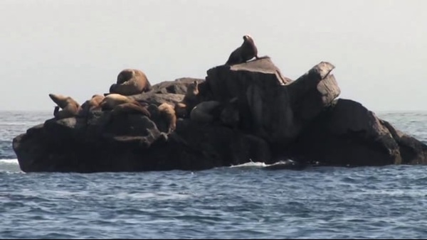 Wildlife at Kenai Fjords